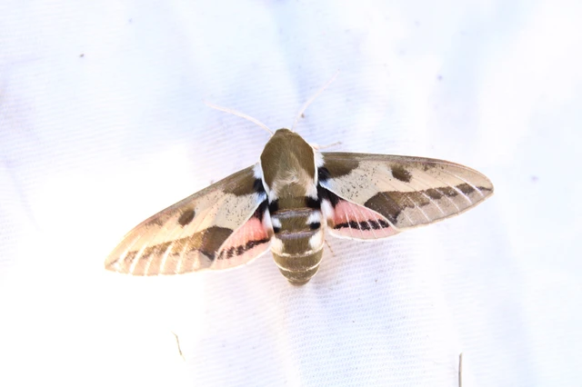 Hyles euphorbiae - kutyatejszender