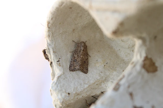 Hadula trifolii - lóherebagoly