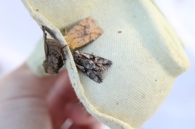 Chloantha hyperici - orbáncfű-sugarasbagoly
