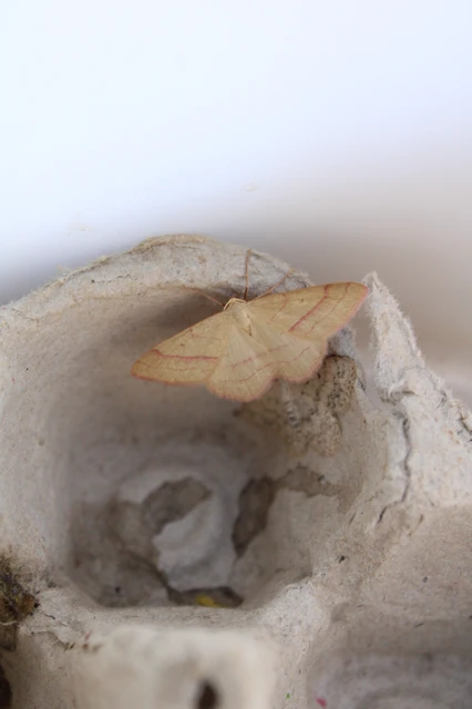 Rhodostrophia vibicaria - pirosszélű araszoló