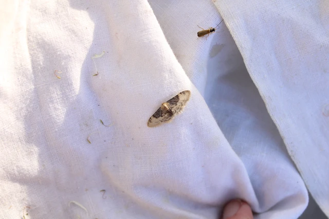 Idaea filicata - sötéttövű apróaraszoló