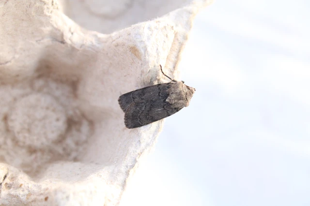 Agrotis cinerea - szürkés földibagoly