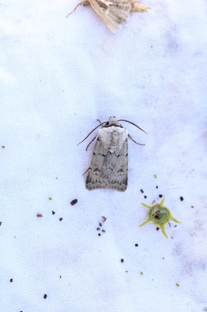 Agrotis cinerea - szürkés földibagoly