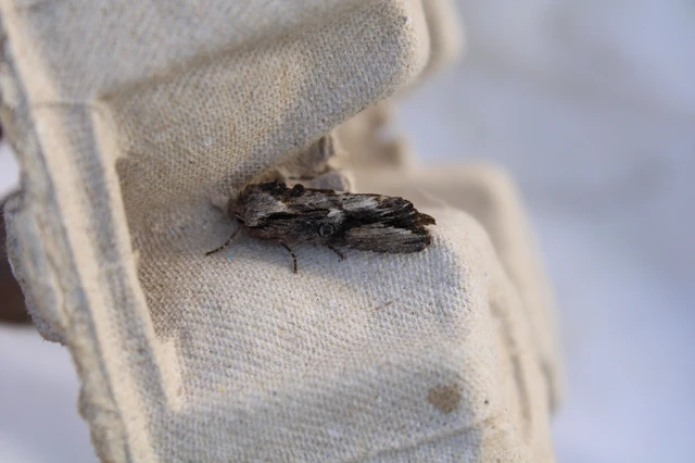 Egira conspicillaris - változékony szürkebagoly