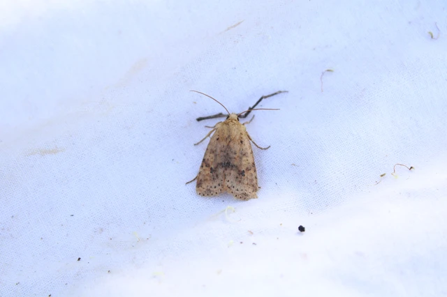 Conistra rubiginea - vörös őszibagoly