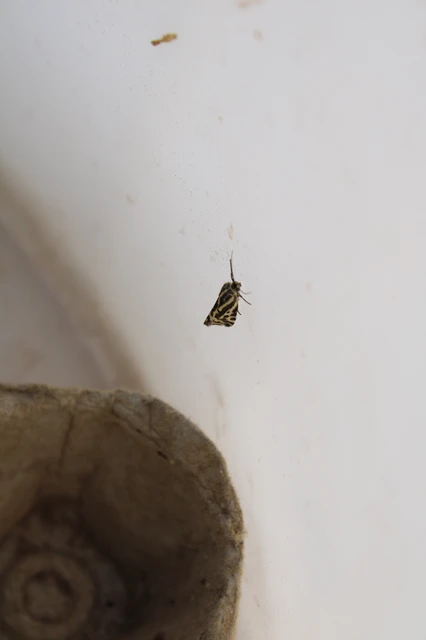 Emmelia trabealis - zebrabagoly