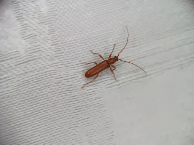 Axinopalpis gracilis - kecses selymescincér