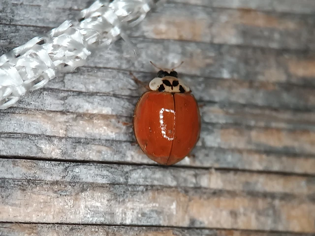 Harmonia axyridis - harlekinkatica