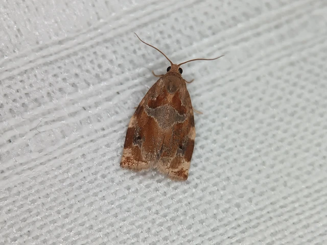 Archips xylosteana - kökényszövő sodrómoly