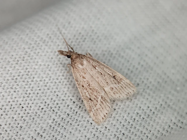 Eudonia pallida - mocsári mohailonca