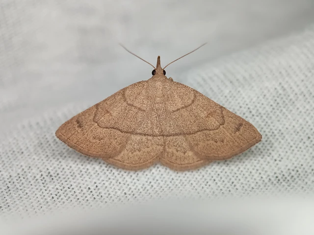 Paracolax tristalis - sárgás karcsúbagoly
