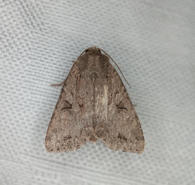 Apterogenum ypsillon - ipszilon-erdeibagoly
