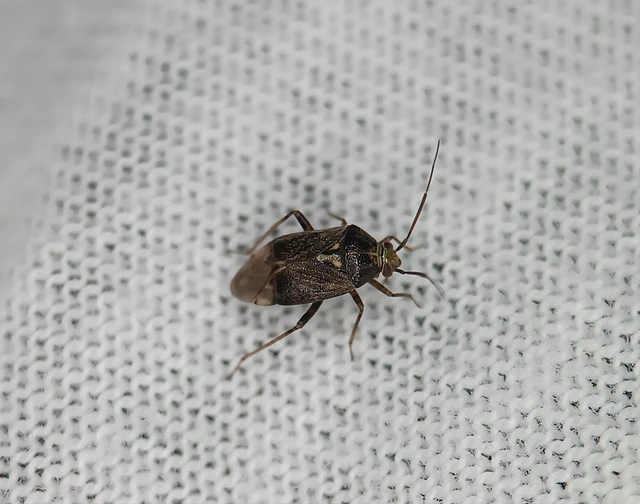 Miridae - mezeipoloskák