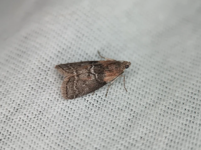 Sciota adelphella - pirosszárnytövű karcsúmoly