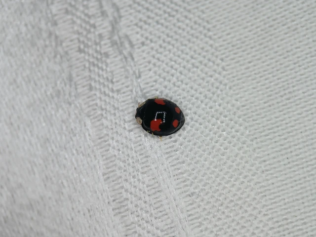 Harmonia axyridis - harlekinkatica