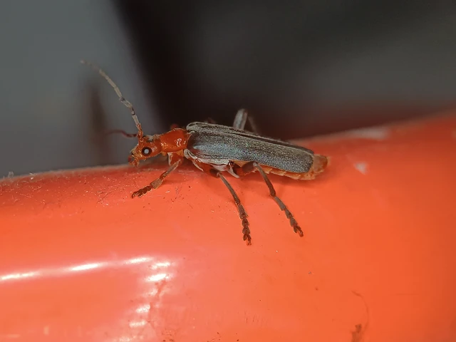 Cantharis livida - mezei lágybogár