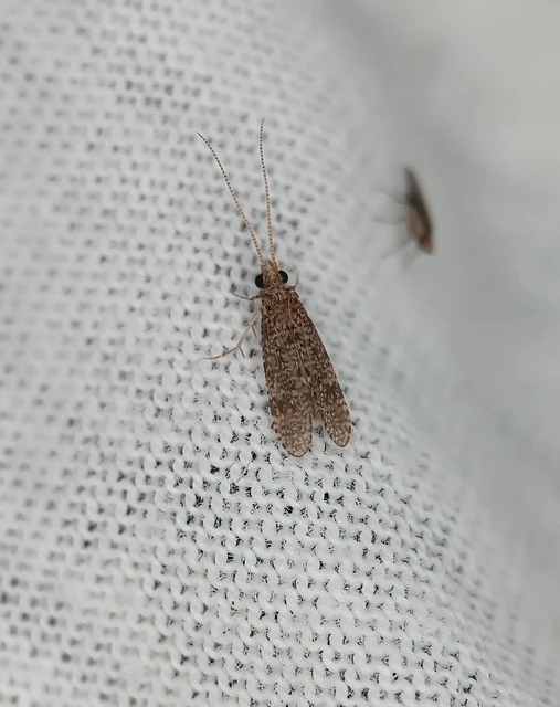 Trichoptera - Tegzesek