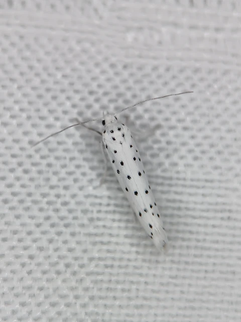 Yponomeuta
