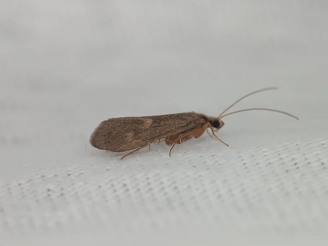 Trichoptera - Tegzesek
