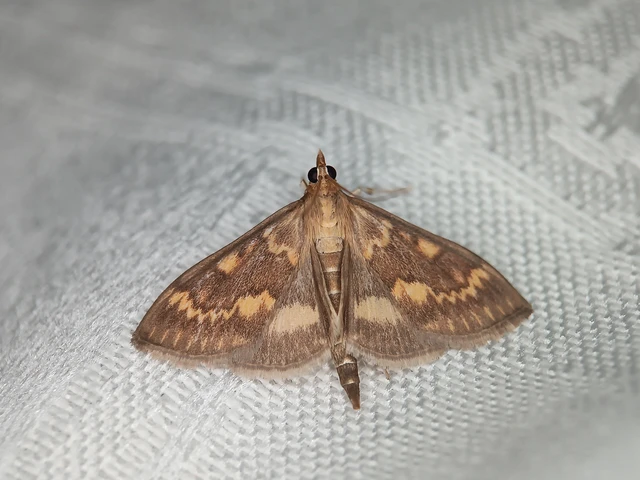 Ostrinia nubilalis - kukoricamoly