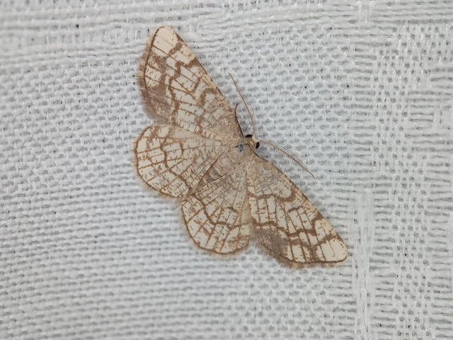 Stegania dilectaria - fehérnyár-araszoló