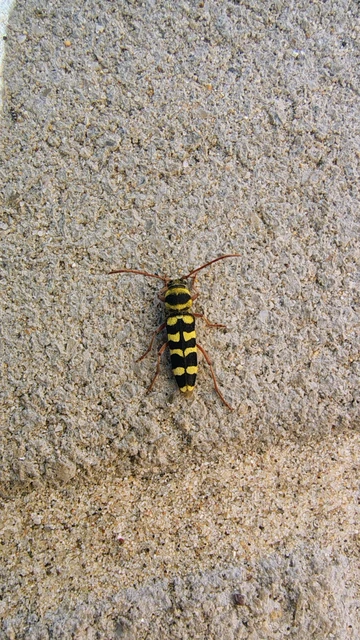Echinocerus floralis - lucerna-darázscincér