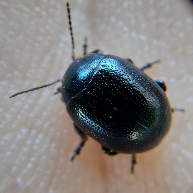 Chrysolina haemoptera - mezei levélbogár