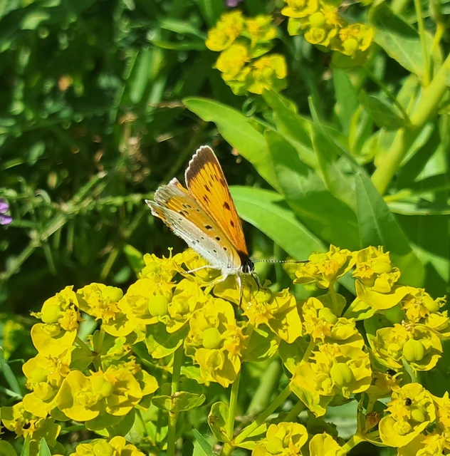 Lycaena dispar rutilus - nagy tűzlepke