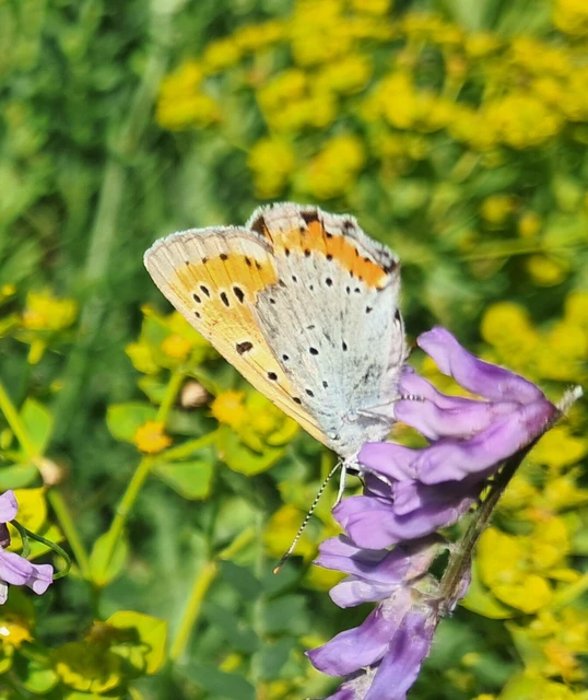 Lycaena dispar rutilus - nagy tűzlepke