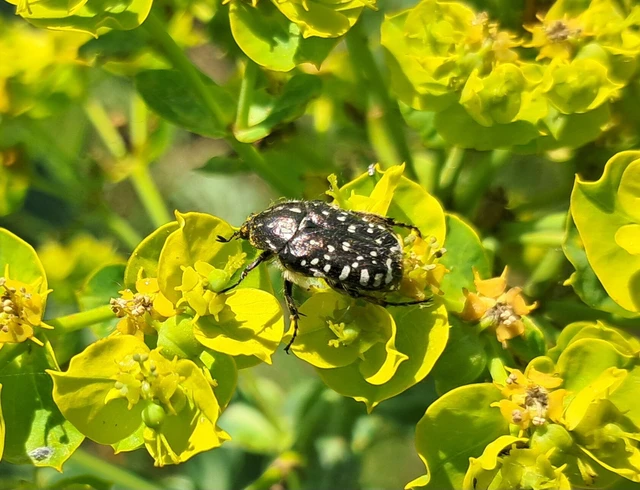 Oxythyrea funesta - sokpettyes virágbogár