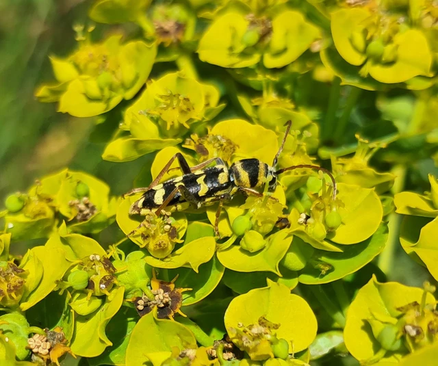 Echinocerus floralis - lucerna-darázscincér