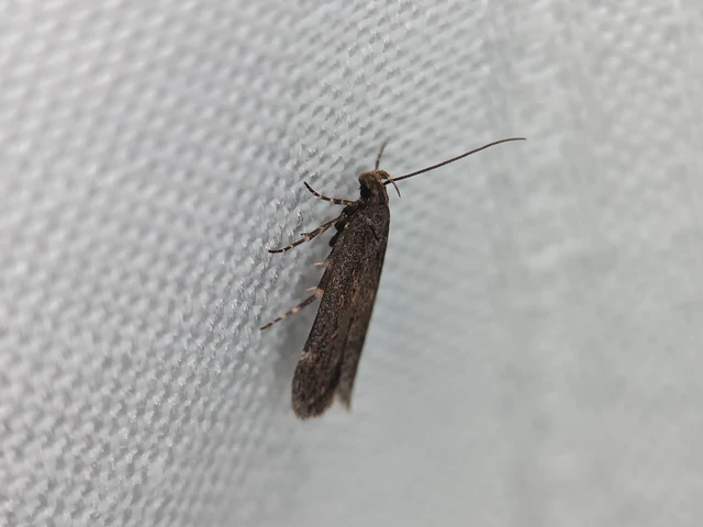 Gelechiidae - sarlósajkú-molylepkefélék