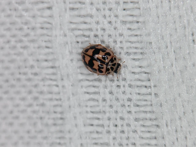 Oenopia conglobata - rózsás katica