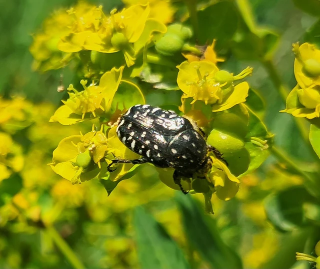 Oxythyrea funesta - sokpettyes virágbogár