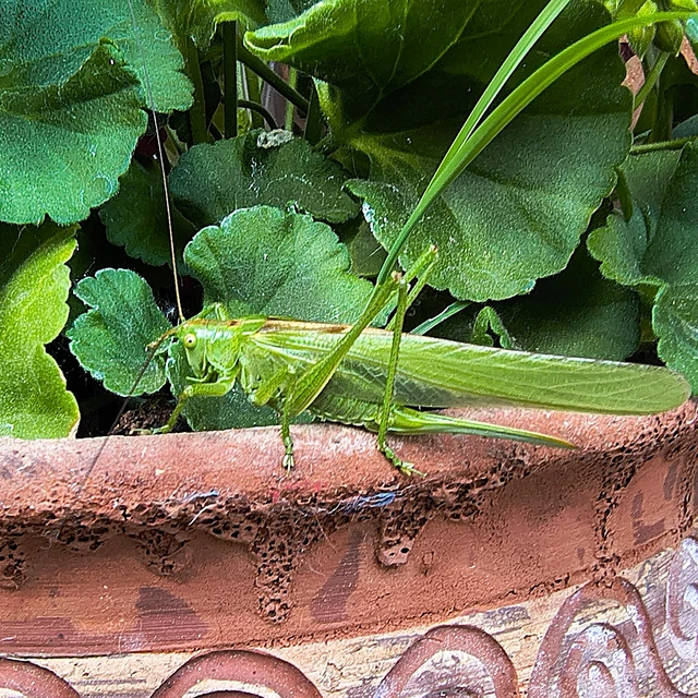 Tettigonia viridissima - zöld lombszöcske
