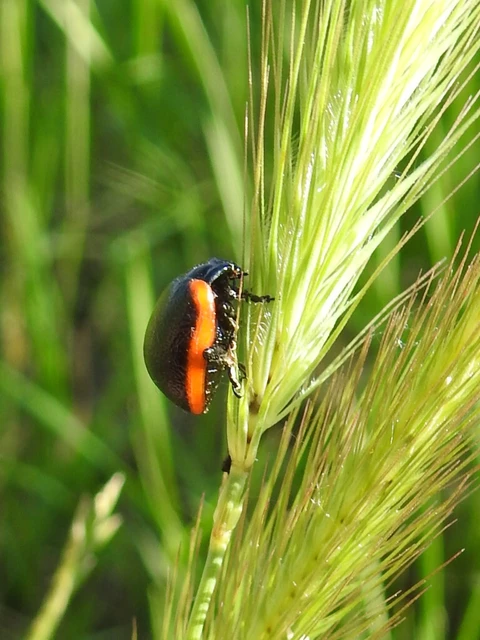 Chrysolina rossia - trapézhátú szegélyeslevelész