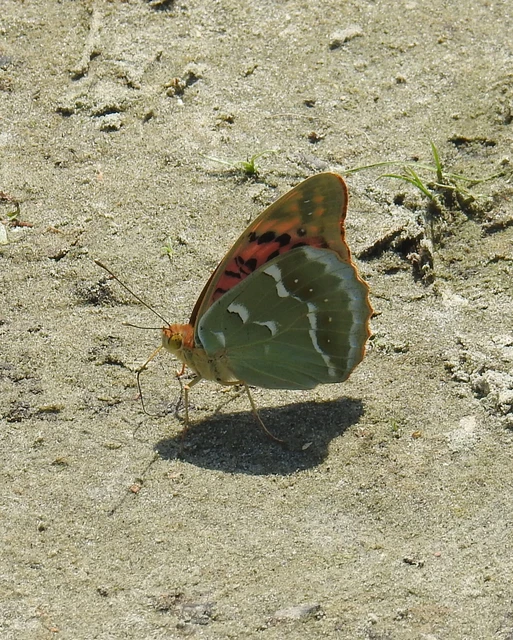 Argynnis pandora - zöldes gyöngyházlepke