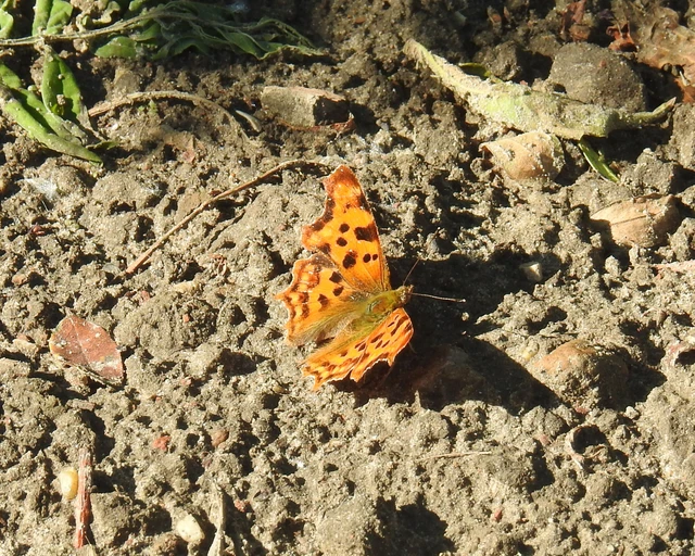 Nymphalis c-album - C-betűs lepke