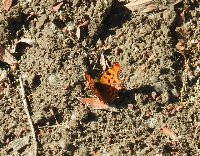Nymphalis c-album - C-betűs lepke