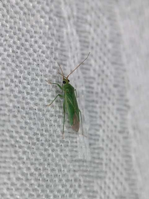 Miridae - mezeipoloskák