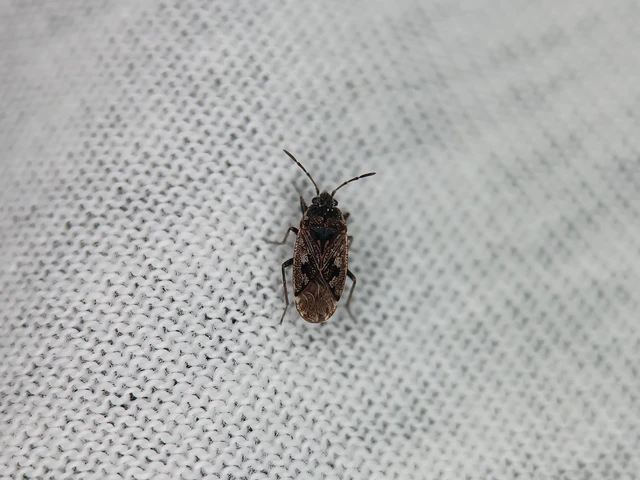 Rhyparochromidae - földibodobácsok