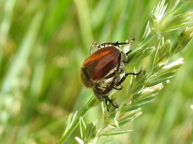 Chaetopteroplia segetum - rozsszipoly