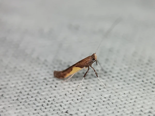 Caloptilia