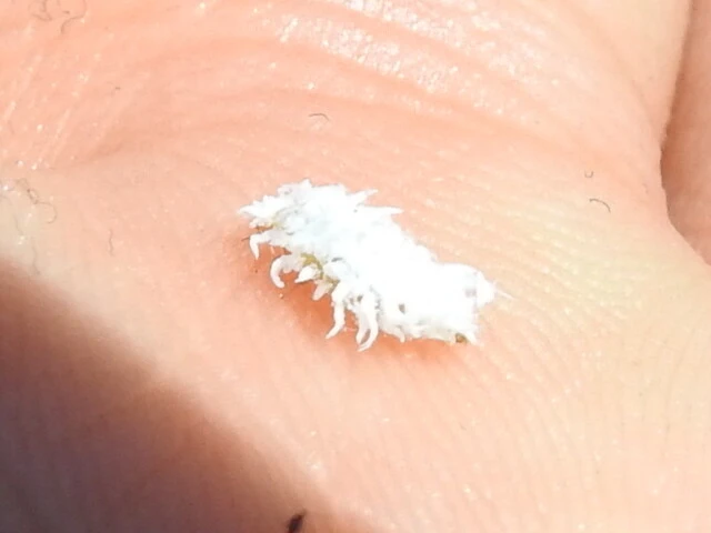 Scymnus