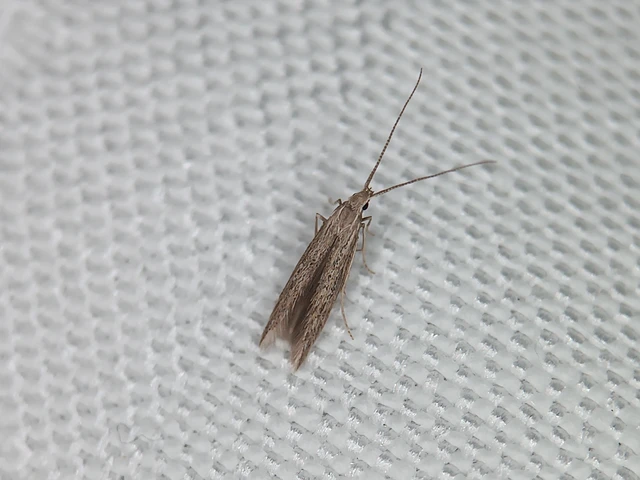 Coleophora