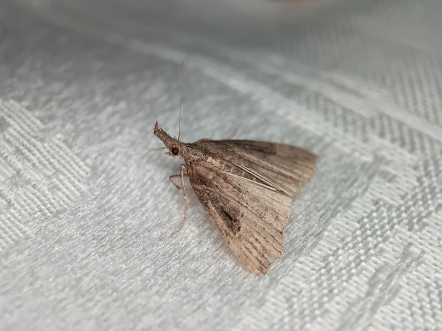 Hypena rostralis - közönséges karcsúbagoly