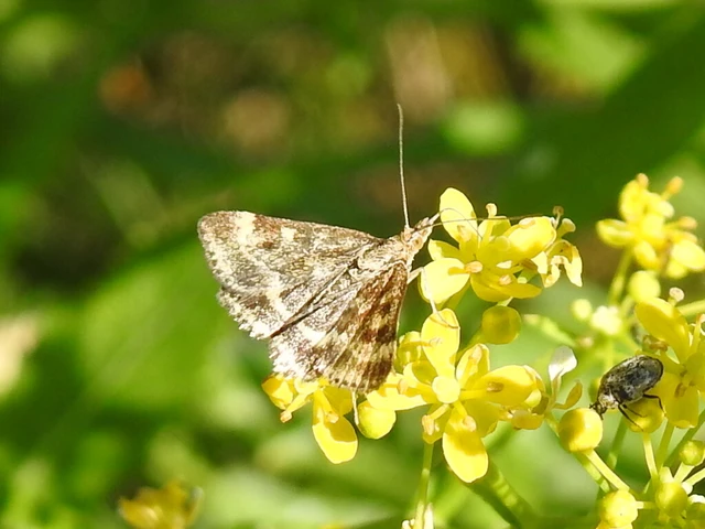 Pyrausta despicata - réti bíbormoly