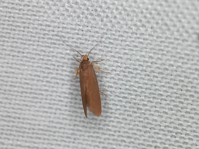 Crassa unitella - aranybarna díszmoly