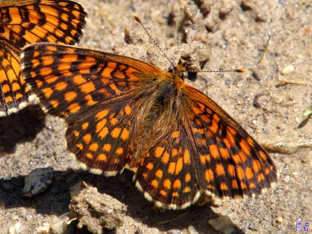 Melitaea athalia - közönséges tarkalepke