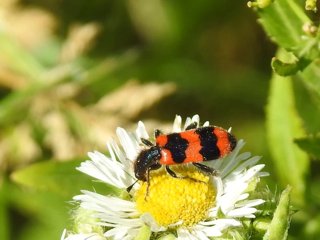 Trichodes apiarius - szalagos méhészbogár